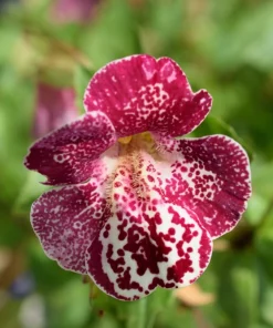 250 Mimulus Tigrinus Flower Seeds - Mixed Colors Monkey Flower Seeds - Image 9