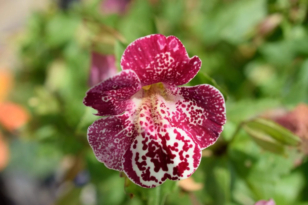 250 Mimulus Tigrinus Flower Seeds - Mixed Colors Monkey Flower Seeds - Image 9