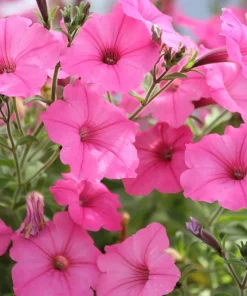 250 Mixed Colors Dwarf Petunia Flower Seeds – Pink, Red, Purple, White, Bicolor - Image 10