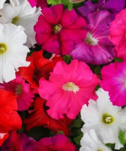 250 Mixed Colors Dwarf Petunia Flower Seeds – Pink, Red, Purple, White, Bicolor - Image 2