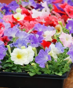 250 Mixed Colors Dwarf Petunia Flower Seeds – Pink, Red, Purple, White, Bicolor - Image 3