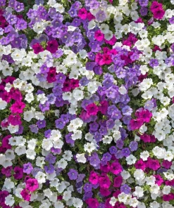 250 Mixed Colors Dwarf Petunia Flower Seeds – Pink, Red, Purple, White, Bicolor - Image 4