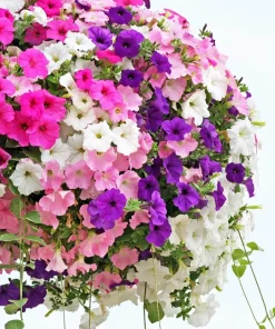 250 Mixed Colors Dwarf Petunia Flower Seeds – Pink, Red, Purple, White, Bicolor - Image 6