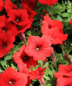 250 Mixed Colors Dwarf Petunia Flower Seeds – Pink, Red, Purple, White, Bicolor - Image 7
