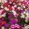 250 Mixed Colors Dwarf Petunia Flower Seeds – Pink, Red, Purple, White, Bicolor - Image 1