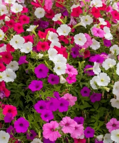 250 Mixed Colors Dwarf Petunia Flower Seeds – Pink, Red, Purple, White, Bicolor - Image 1