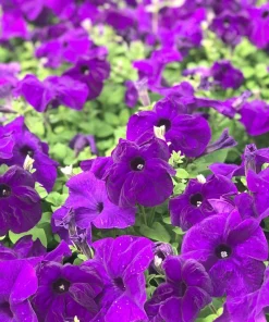 250 Mixed Colors Dwarf Petunia Flower Seeds – Pink, Red, Purple, White, Bicolor - Image 8