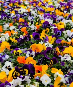 250 Mixed Colors Swiss Giant Pansy Seeds - Viola Wittrockiana Flower Seeds - Image 10