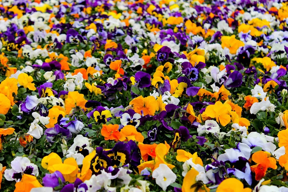 250 Mixed Colors Swiss Giant Pansy Seeds - Viola Wittrockiana Flower Seeds - Image 10