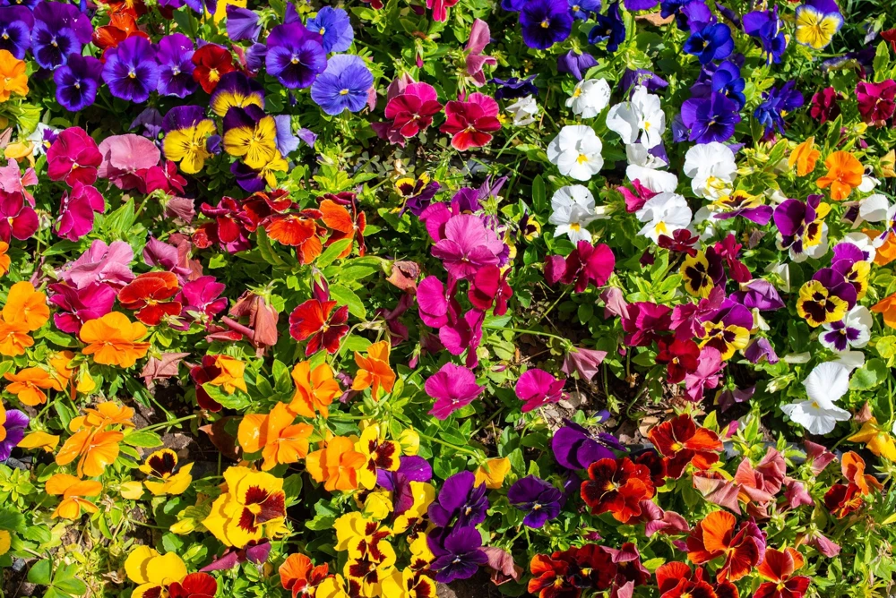250 Mixed Colors Swiss Giant Pansy Seeds - Viola Wittrockiana Flower Seeds - Image 11