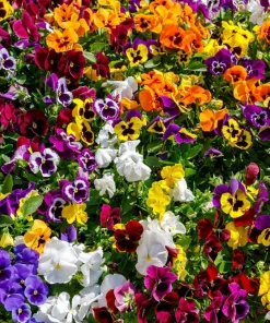 250 Mixed Colors Swiss Giant Pansy Seeds - Viola Wittrockiana Flower Seeds - Image 12