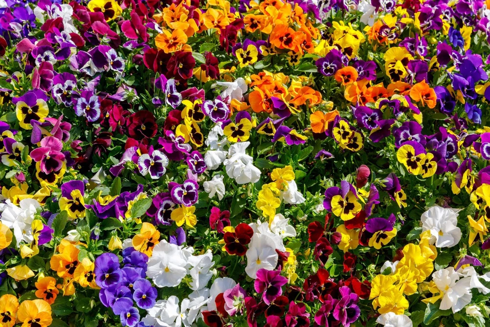 250 Mixed Colors Swiss Giant Pansy Seeds - Viola Wittrockiana Flower Seeds - Image 12