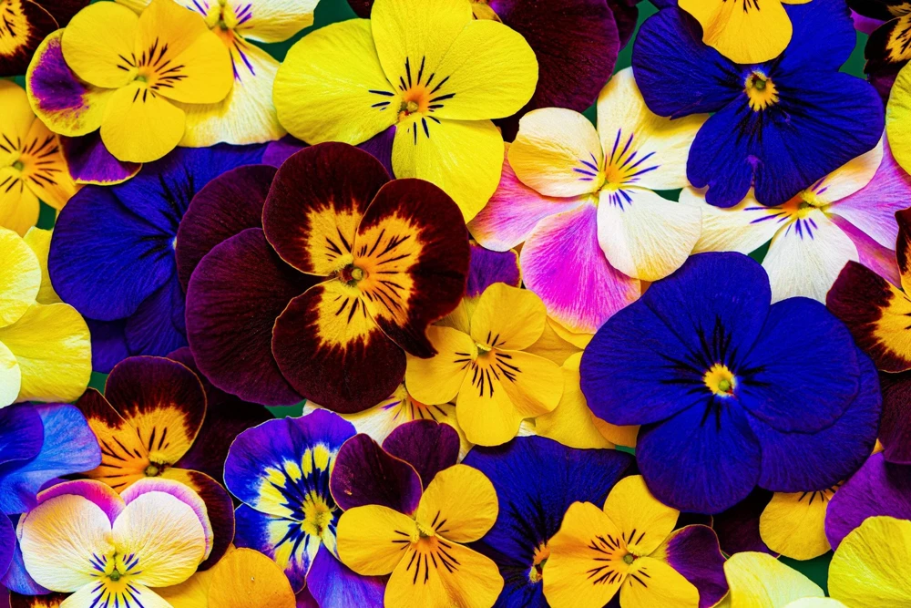250 Mixed Colors Swiss Giant Pansy Seeds - Viola Wittrockiana Flower Seeds - Image 13