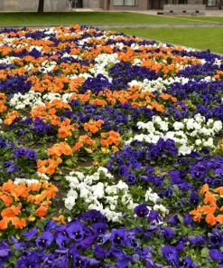 250 Mixed Colors Swiss Giant Pansy Seeds - Viola Wittrockiana Flower Seeds - Image 14