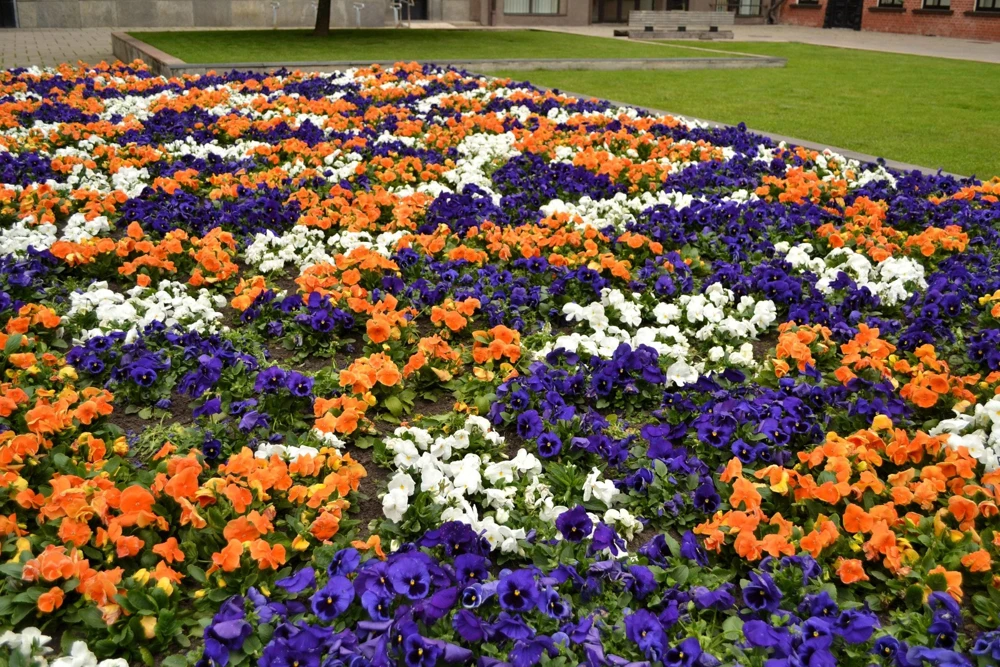 250 Mixed Colors Swiss Giant Pansy Seeds - Viola Wittrockiana Flower Seeds - Image 14