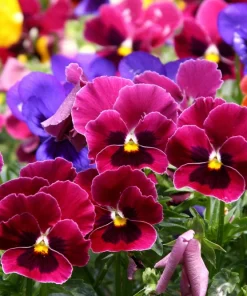 250 Mixed Colors Swiss Giant Pansy Seeds - Viola Wittrockiana Flower Seeds - Image 15