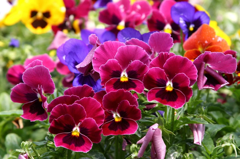 250 Mixed Colors Swiss Giant Pansy Seeds - Viola Wittrockiana Flower Seeds - Image 15