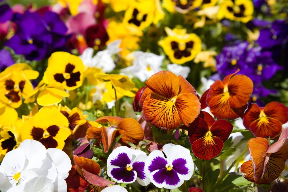 250 Mixed Colors Swiss Giant Pansy Seeds - Viola Wittrockiana Flower Seeds - Image 2