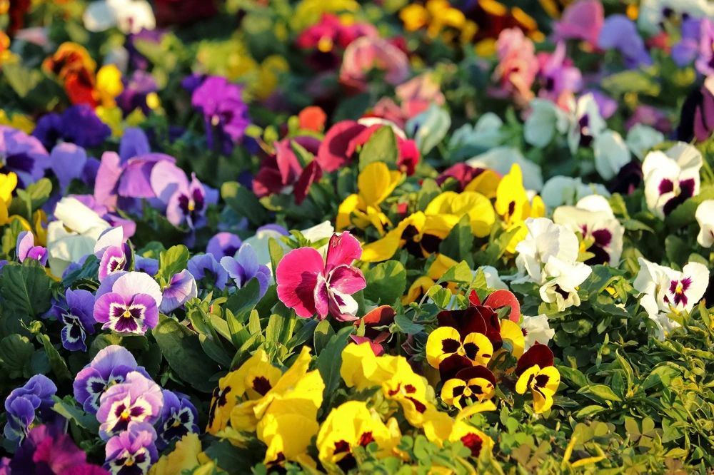 250 Mixed Colors Swiss Giant Pansy Seeds - Viola Wittrockiana Flower Seeds - Image 3