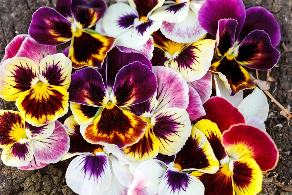 250 Mixed Colors Swiss Giant Pansy Seeds - Viola Wittrockiana Flower Seeds - Image 4