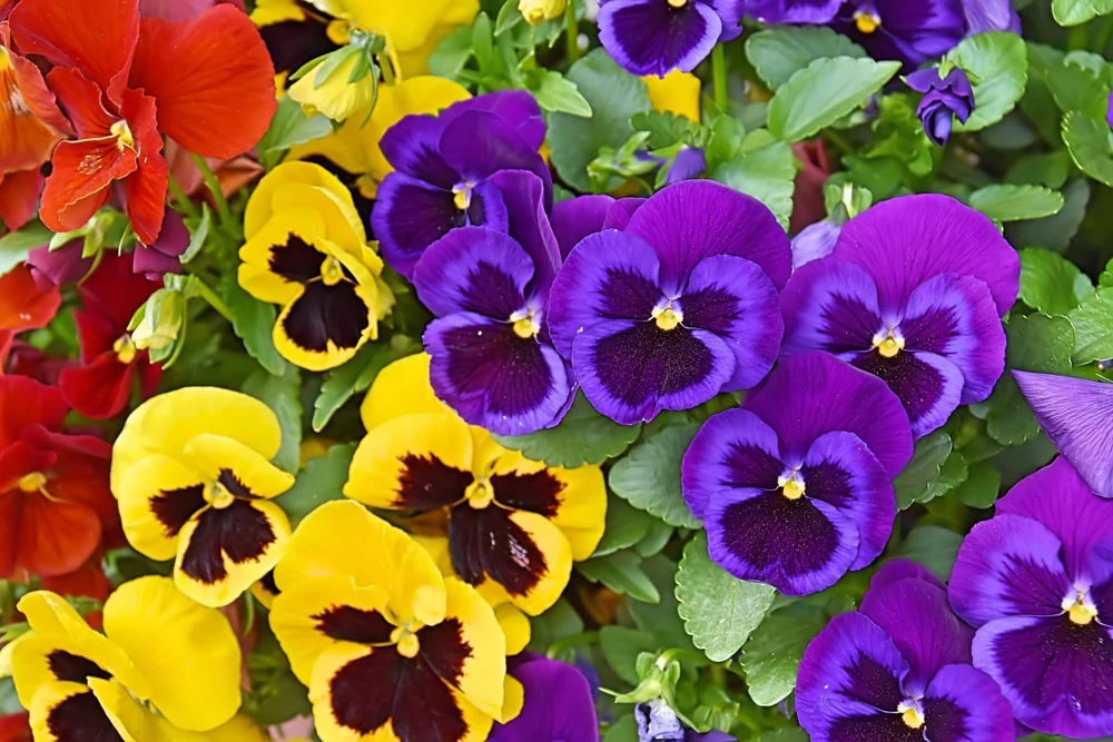 250 Mixed Colors Swiss Giant Pansy Seeds - Viola Wittrockiana Flower Seeds - Image 5