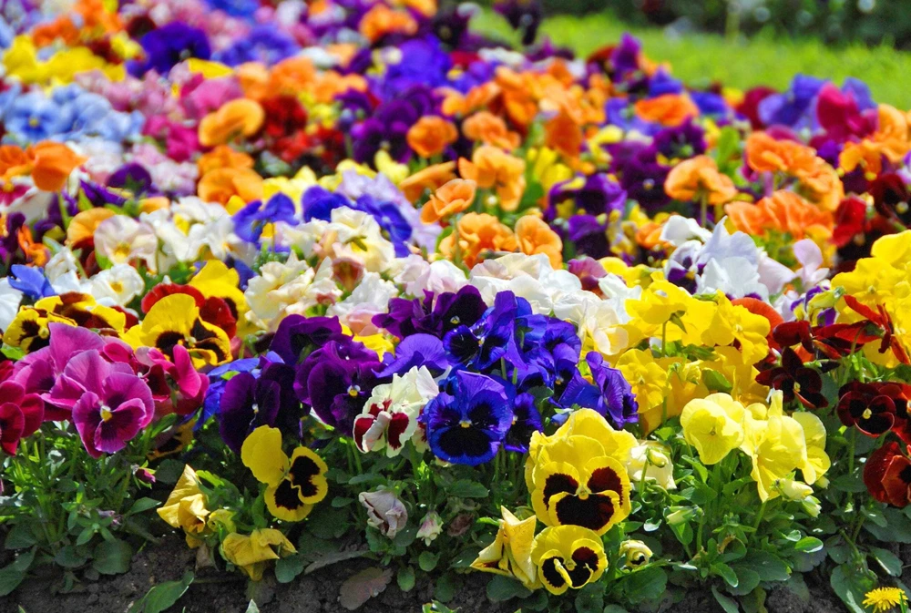 250 Mixed Colors Swiss Giant Pansy Seeds - Viola Wittrockiana Flower Seeds - Image 1