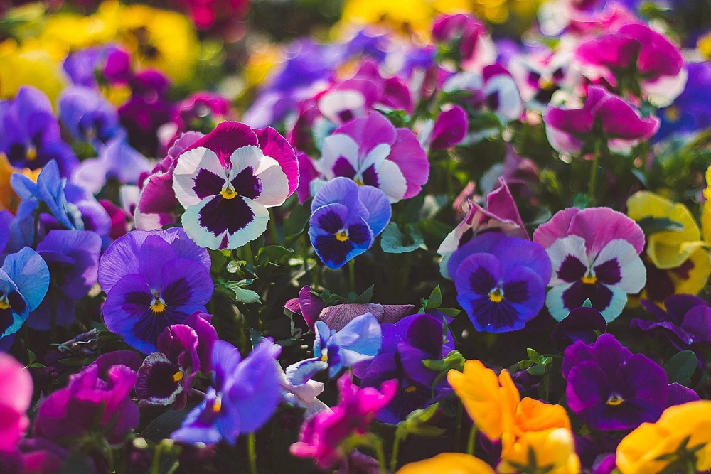 250 Mixed Colors Swiss Giant Pansy Seeds - Viola Wittrockiana Flower Seeds - Image 6