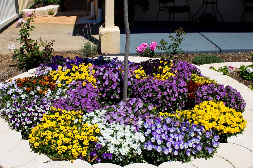 250 Mixed Colors Swiss Giant Pansy Seeds - Viola Wittrockiana Flower Seeds - Image 7