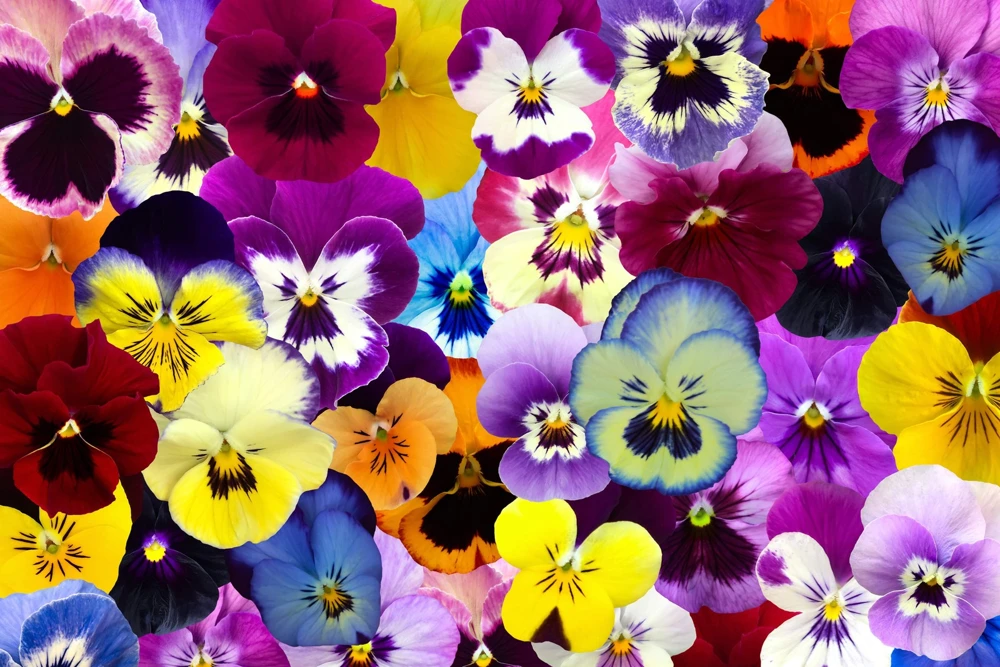 250 Mixed Colors Swiss Giant Pansy Seeds - Viola Wittrockiana Flower Seeds - Image 8