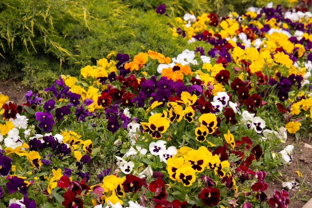250 Mixed Colors Swiss Giant Pansy Seeds - Viola Wittrockiana Flower Seeds - Image 9