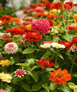 250 Mixed Colors Zinnia Elegans Flower Seeds - Common Garden Zinnia - Image 10