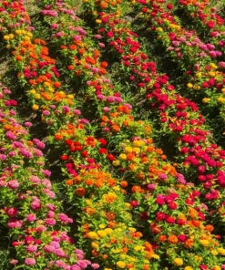 250 Mixed Colors Zinnia Elegans Flower Seeds - Common Garden Zinnia - Image 12