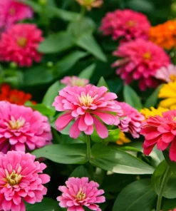 250 Mixed Colors Zinnia Elegans Flower Seeds - Common Garden Zinnia - Image 2