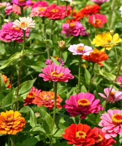 250 Mixed Colors Zinnia Elegans Flower Seeds - Common Garden Zinnia - Image 3