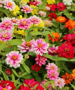 250 Mixed Colors Zinnia Elegans Flower Seeds - Common Garden Zinnia - Image 4