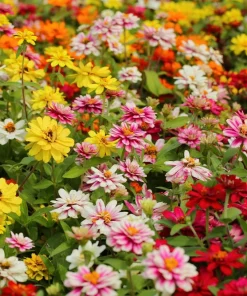 250 Mixed Colors Zinnia Elegans Flower Seeds - Common Garden Zinnia - Image 6