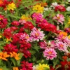 250 Mixed Colors Zinnia Elegans Flower Seeds - Common Garden Zinnia - Image 1
