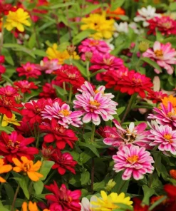 250 Mixed Colors Zinnia Elegans Flower Seeds - Common Garden Zinnia - Image 1