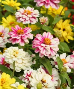 250 Mixed Colors Zinnia Elegans Flower Seeds - Common Garden Zinnia - Image 7