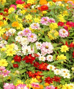 250 Mixed Colors Zinnia Elegans Flower Seeds - Common Garden Zinnia - Image 8