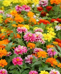 250 Mixed Colors Zinnia Elegans Flower Seeds - Common Garden Zinnia - Image 9