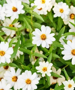 250 Mixed Zinnia Linearis Angustifolia Seeds - Classic Narrow Leaf Flower - Image 10