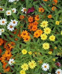 250 Mixed Zinnia Linearis Angustifolia Seeds - Classic Narrow Leaf Flower - Image 11