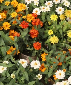 250 Mixed Zinnia Linearis Angustifolia Seeds - Classic Narrow Leaf Flower - Image 12