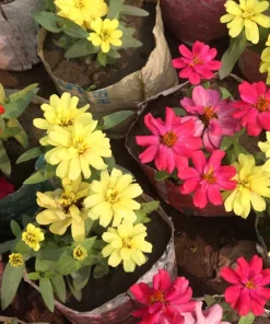 250 Mixed Zinnia Linearis Angustifolia Seeds - Classic Narrow Leaf Flower - Image 13