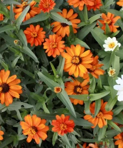250 Mixed Zinnia Linearis Angustifolia Seeds - Classic Narrow Leaf Flower - Image 14