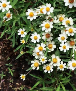 250 Mixed Zinnia Linearis Angustifolia Seeds - Classic Narrow Leaf Flower - Image 15