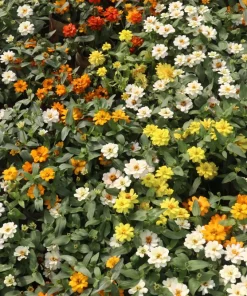 250 Mixed Zinnia Linearis Angustifolia Seeds - Classic Narrow Leaf Flower - Image 16