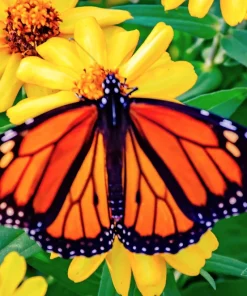 250 Mixed Zinnia Linearis Angustifolia Seeds - Classic Narrow Leaf Flower - Image 17