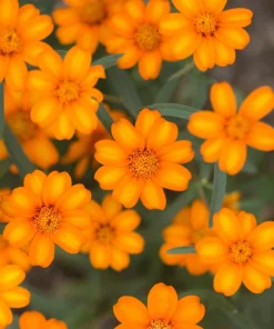 250 Mixed Zinnia Linearis Angustifolia Seeds - Classic Narrow Leaf Flower - Image 18